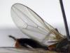 Saltella sphondylii